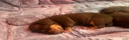 Miniature Dachshund dogs for sale: 🐶 beautiful mini Dachshunds 🐶  in Shrewsbury - Advert 8