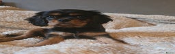 Cavalier King Charles Spaniel dogs for sale: KC reg cavalier king charles puppy - Advert 7