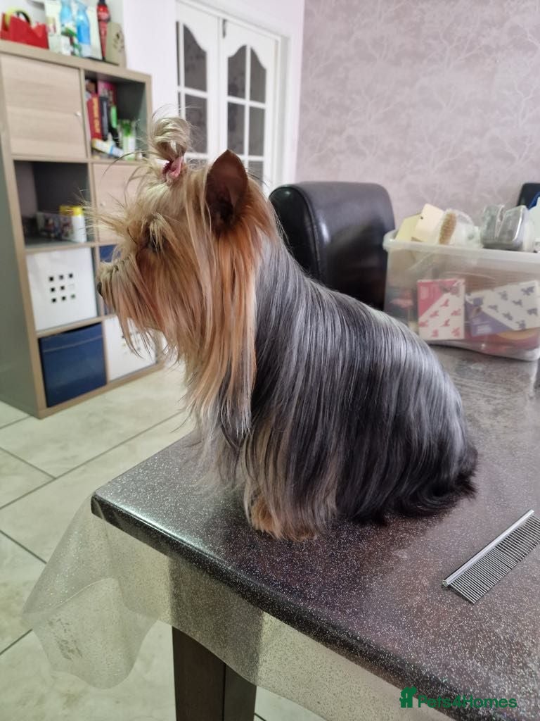 Yorkshire Terrier dogs Yorkshire terrier puppies  - Advert 1
