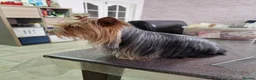 Yorkshire Terrier dogs for sale: Yorkshire terrier puppies  - Advert 1