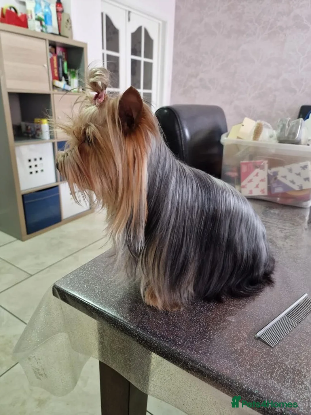Yorkshire Terrier dogs for sale: Yorkshire terrier puppies  - Advert 1