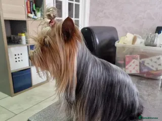 Yorkshire Terrier dogs Yorkshire terrier puppies - Advert 1