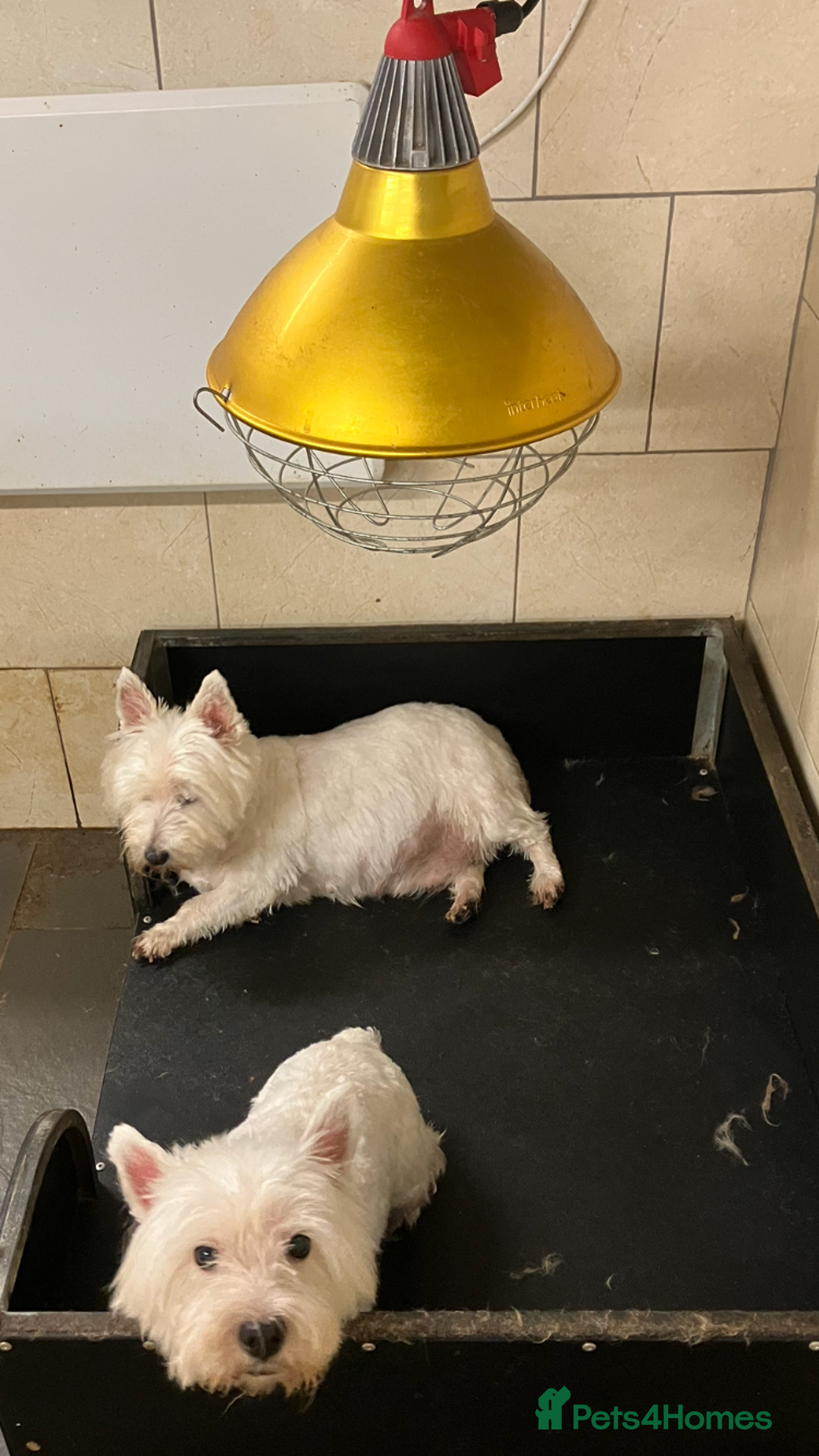 West Highland Terrier dogs for sale: West Highland White Girls - Image 2