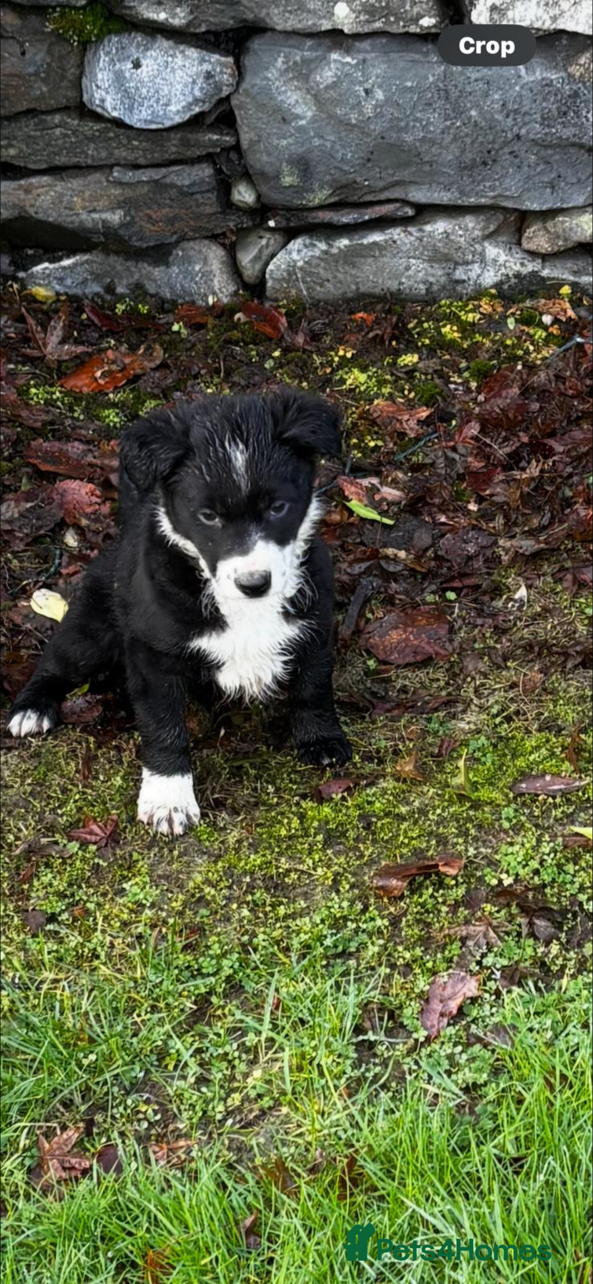 Border Collie dogs 🐶 Border Collie pups 🐶 - Advert 9