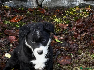 Border Collie dogs 🐶 Border Collie pups 🐶 - Advert 2