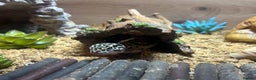 Leopard Gecko reptiles for sale: Leopard Gecko - 10 Months - With Viv - Advert 1