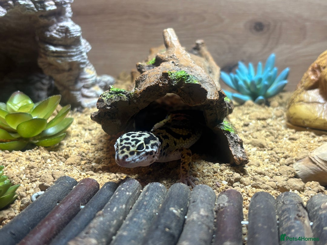 Leopard Gecko reptiles for sale: Leopard Gecko - 10 Months - With Viv - Advert 1