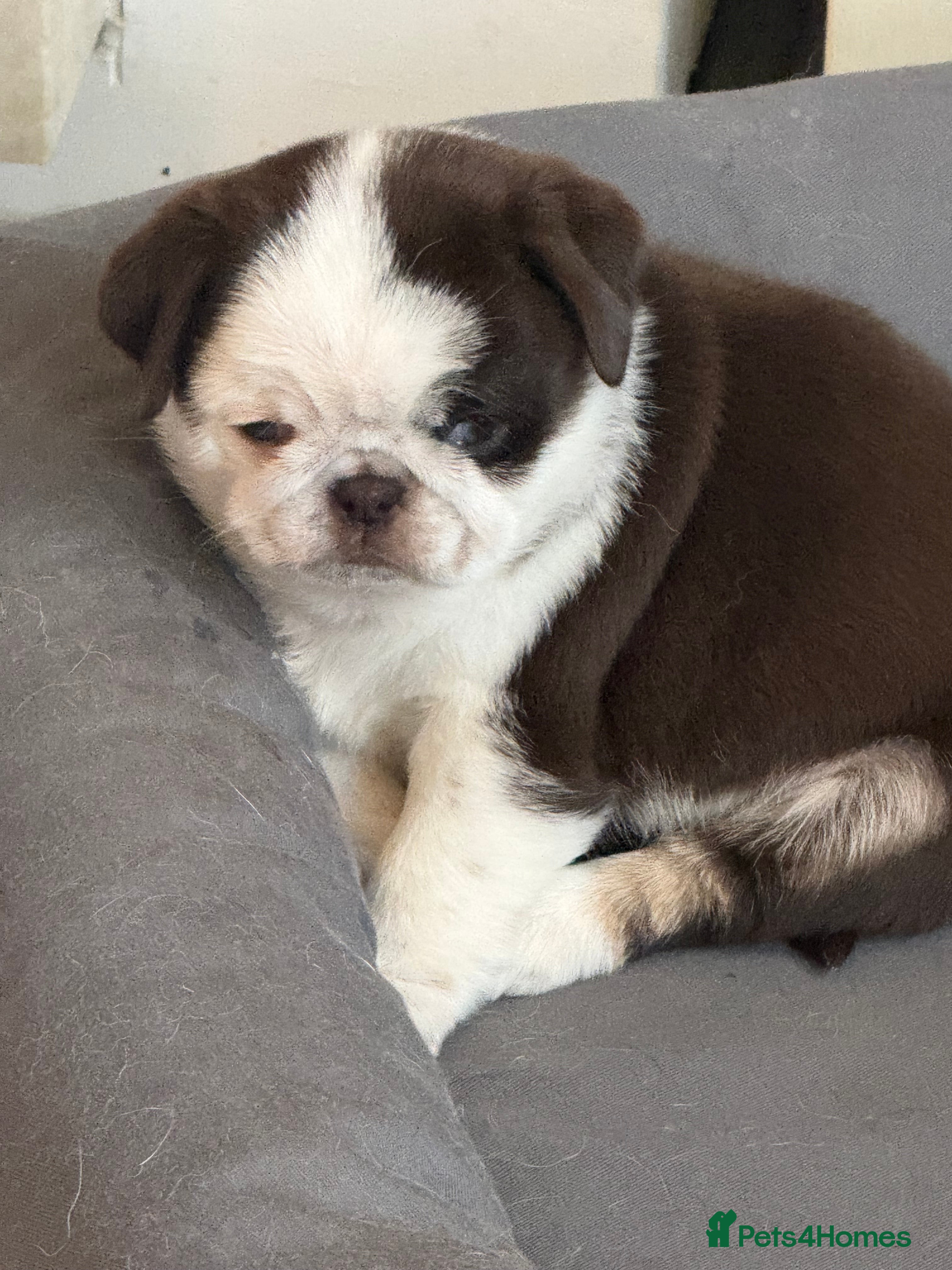 Pug dogs Kc lilac and choc pugs - 5 star licenced breeder - Advert 2