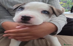 Mixed Breed dogs for sale: Akita mix - Image 11
