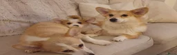 Welsh Corgi Pembroke dogs for stud: KC Registered Pembroke Corgi for Stud bobtail - Advert 7