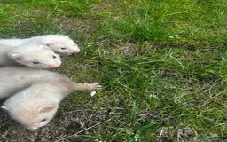 Ferret rodents for sale: Baby Ferrets - Image 6