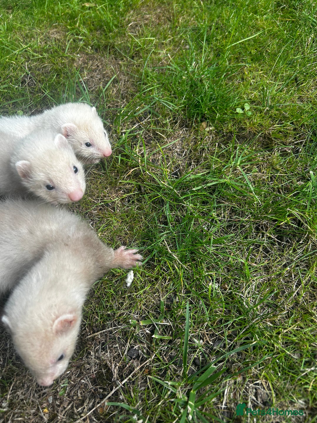 Ferret rodents for sale: Baby Ferrets - Image 6