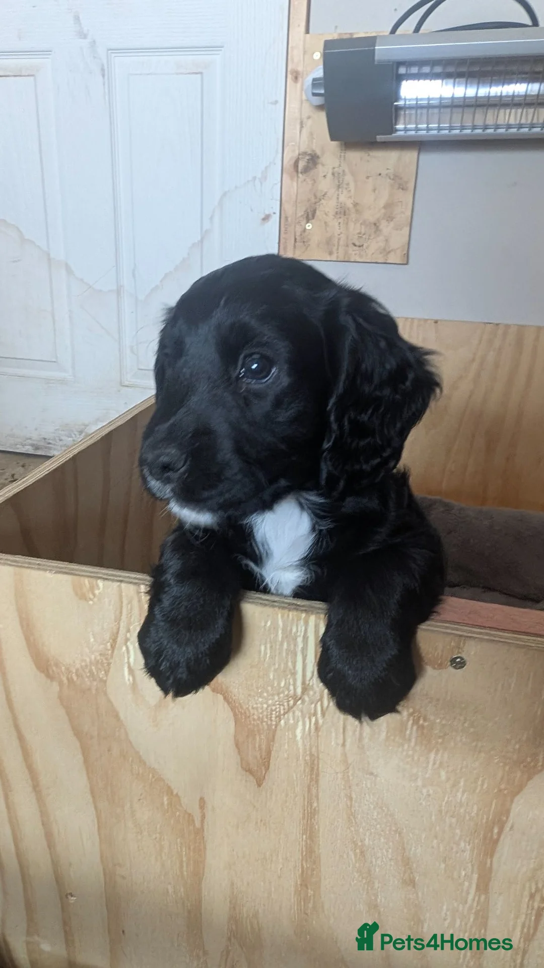 Cocker Spaniel dogs for sale: KC working cocker spaniel - 1 black dog left in Leicester - Advert 6