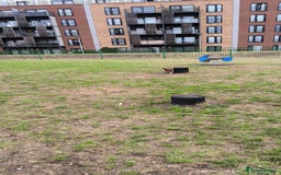 Chihuahua dogs for stud: Mr Samba  - Image 8