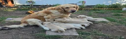 Golden Retriever dogs for sale: Gorgeous Golden Retriever Puppies KC Registered  - Advert 9