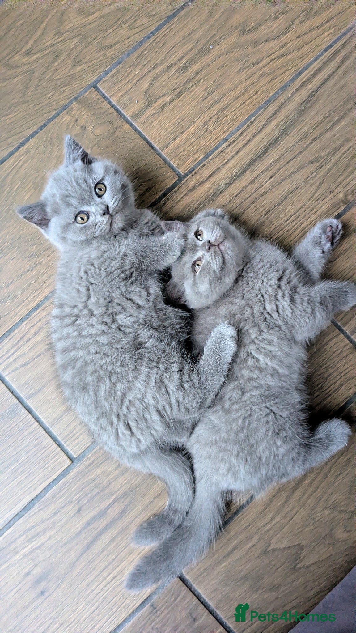Scottish Fold cats Beautiful pedigree Scottish Straight kittens  - Advert 2
