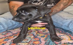 Mixed Breed dogs for sale: Dalmatian shepherd  - Image 32