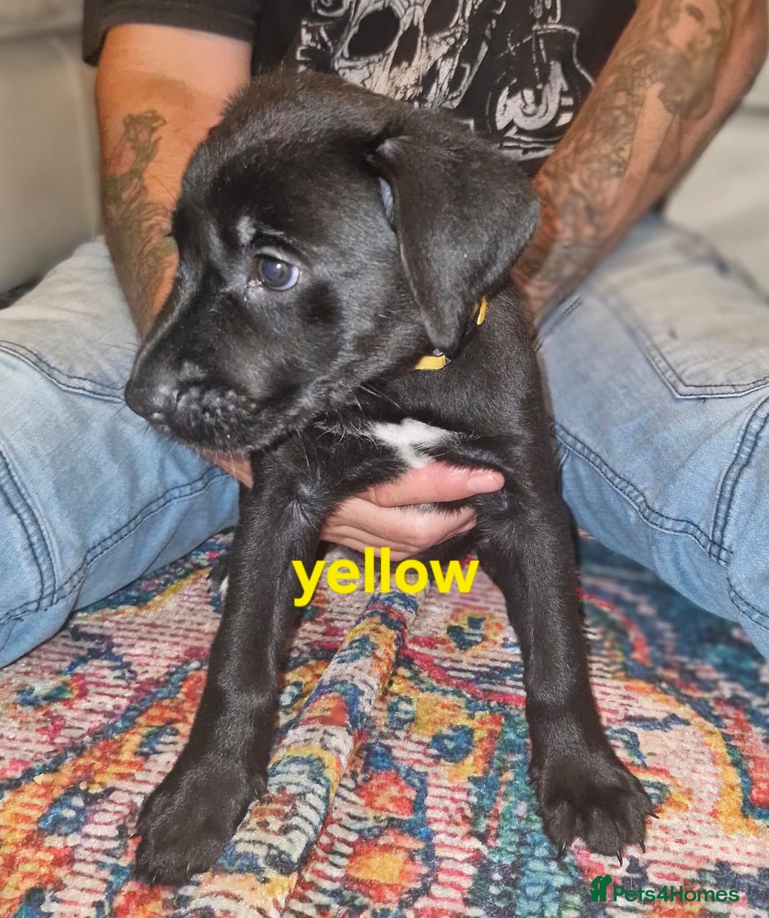 Mixed Breed dogs for sale: Dalmatian shepherd  - Image 32