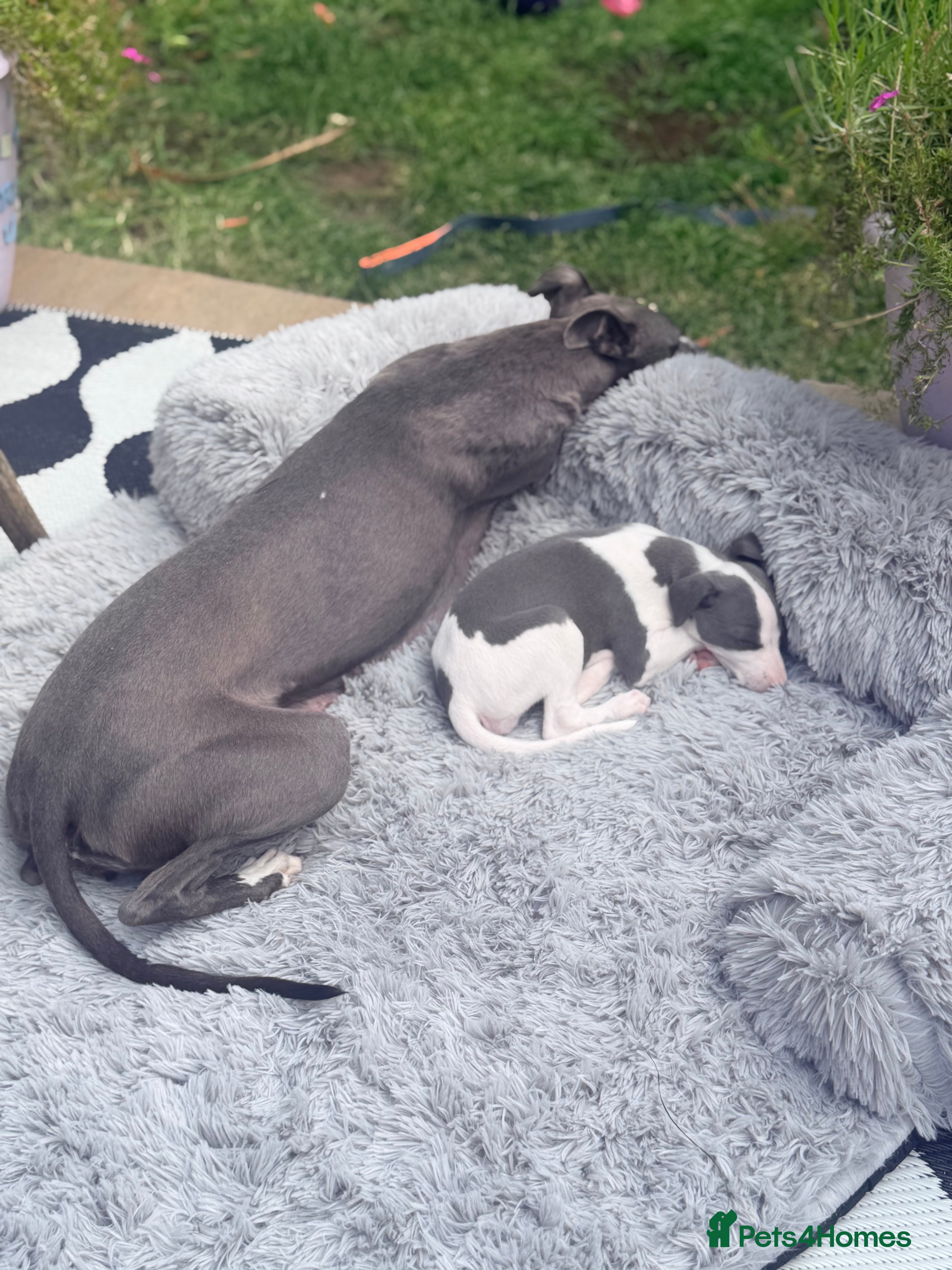 Whippet dogs Gorgeous Whippets Ready for forever Home - Advert 2