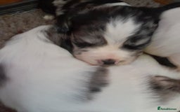 Sprocker dogs for sale: Gorgeous Sprocker pups.  - Image 6