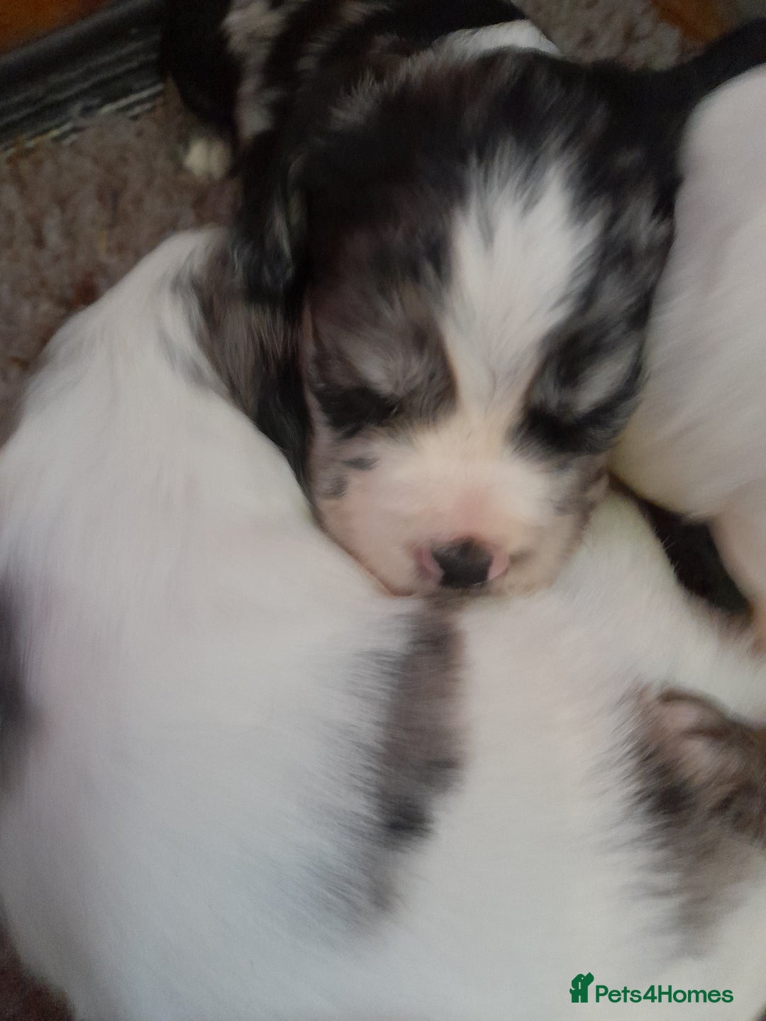 Sprocker dogs for sale: Gorgeous Sprocker pups.  - Image 6
