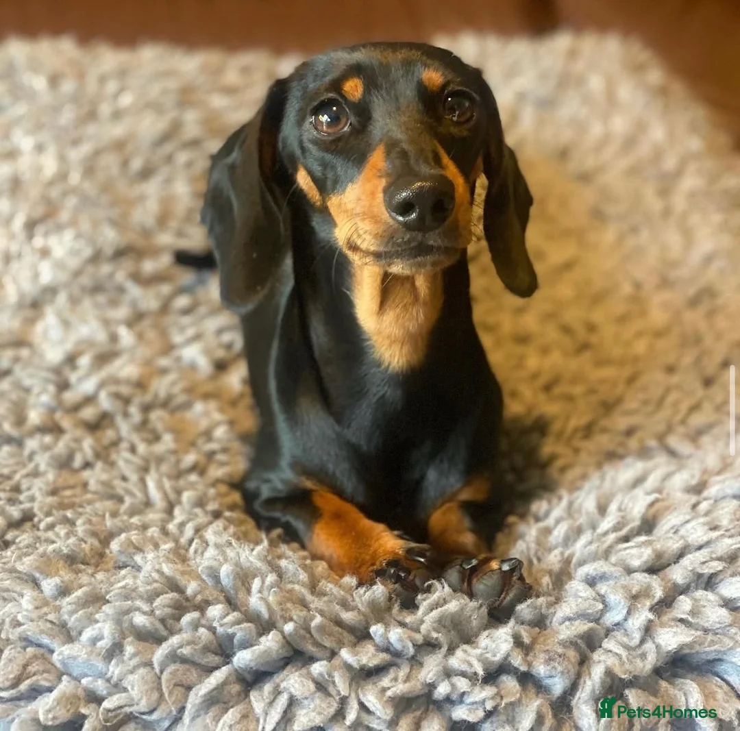Miniature Dachshund dogs for sale: Mini dachshund males  - Advert 1