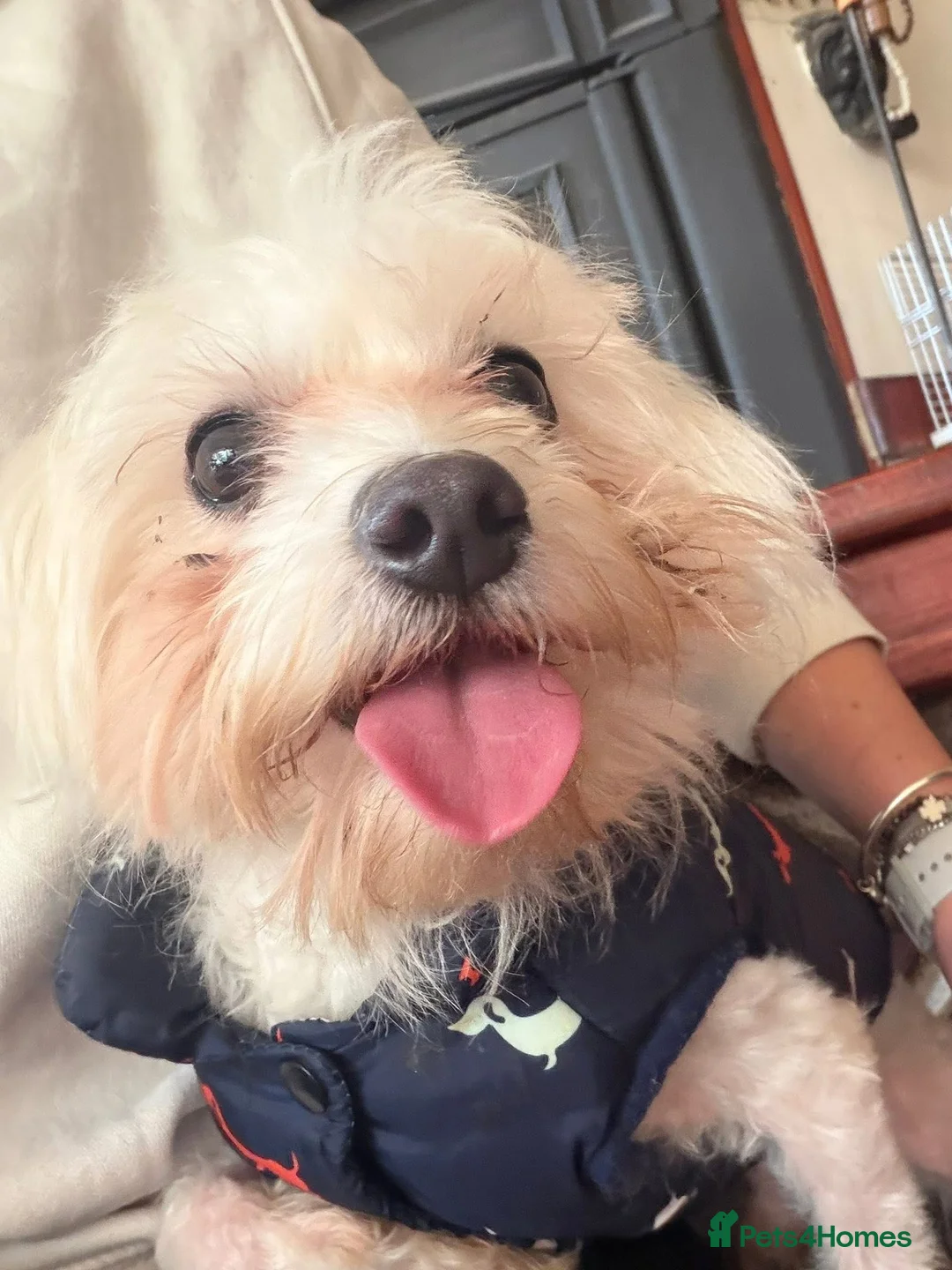 Maltese dogs for sale: Maltese  - Advert 1