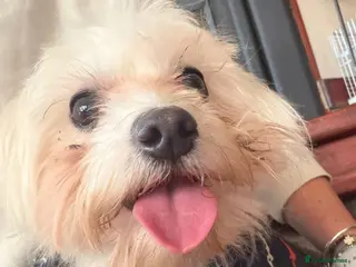 Maltese dogs Maltese - Advert 3