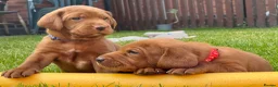 Labrador Retriever dogs for sale: KC registered Fox Red Labrador puppies. - Advert 3