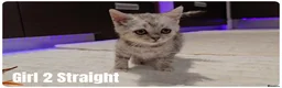 Scottish Fold cats for sale: Scottish Fold & Scottish Straight Kittens  🐾 - Advert 25