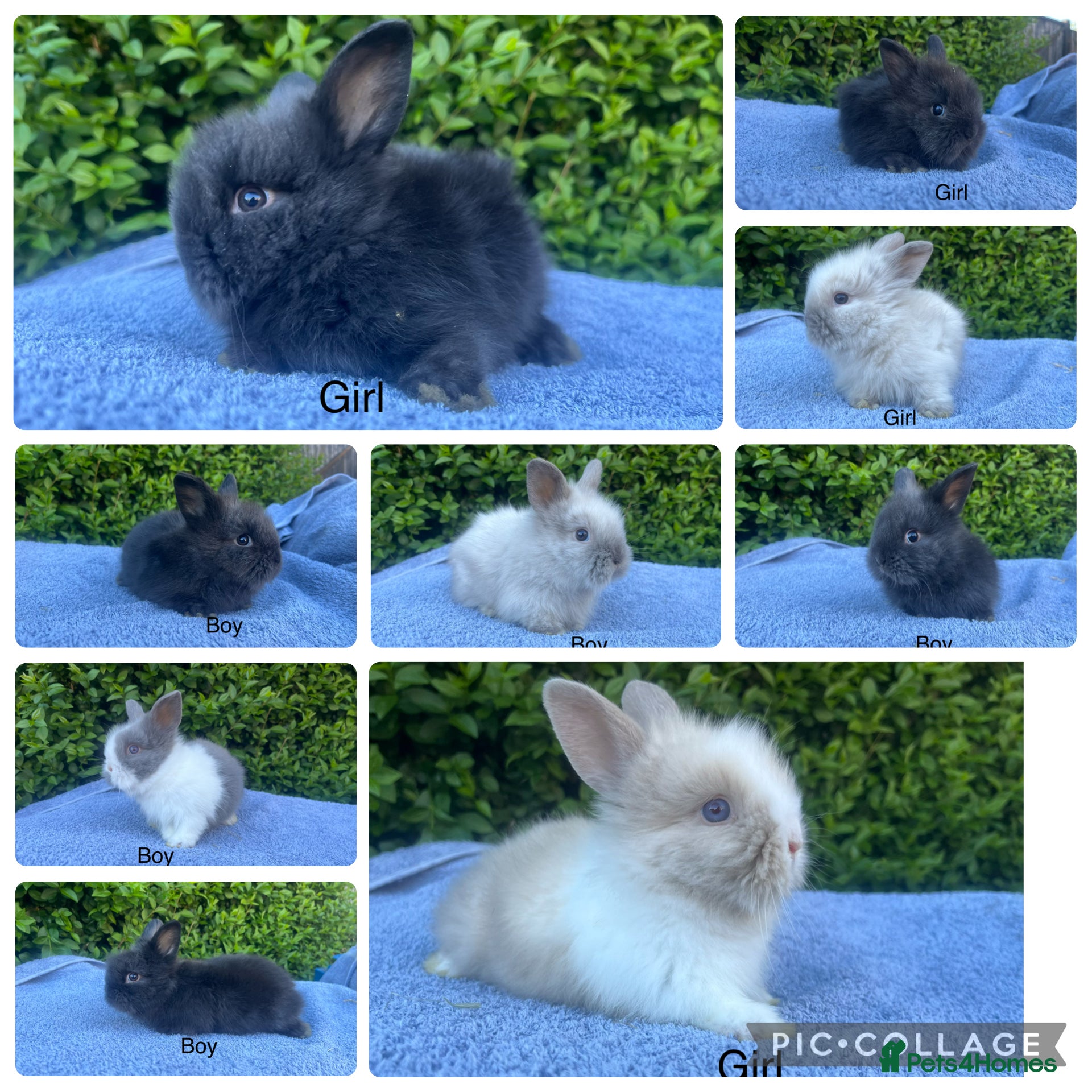 Lionhead rabbits Beautiful mini double maned lionheads bunnies  - Advert 1