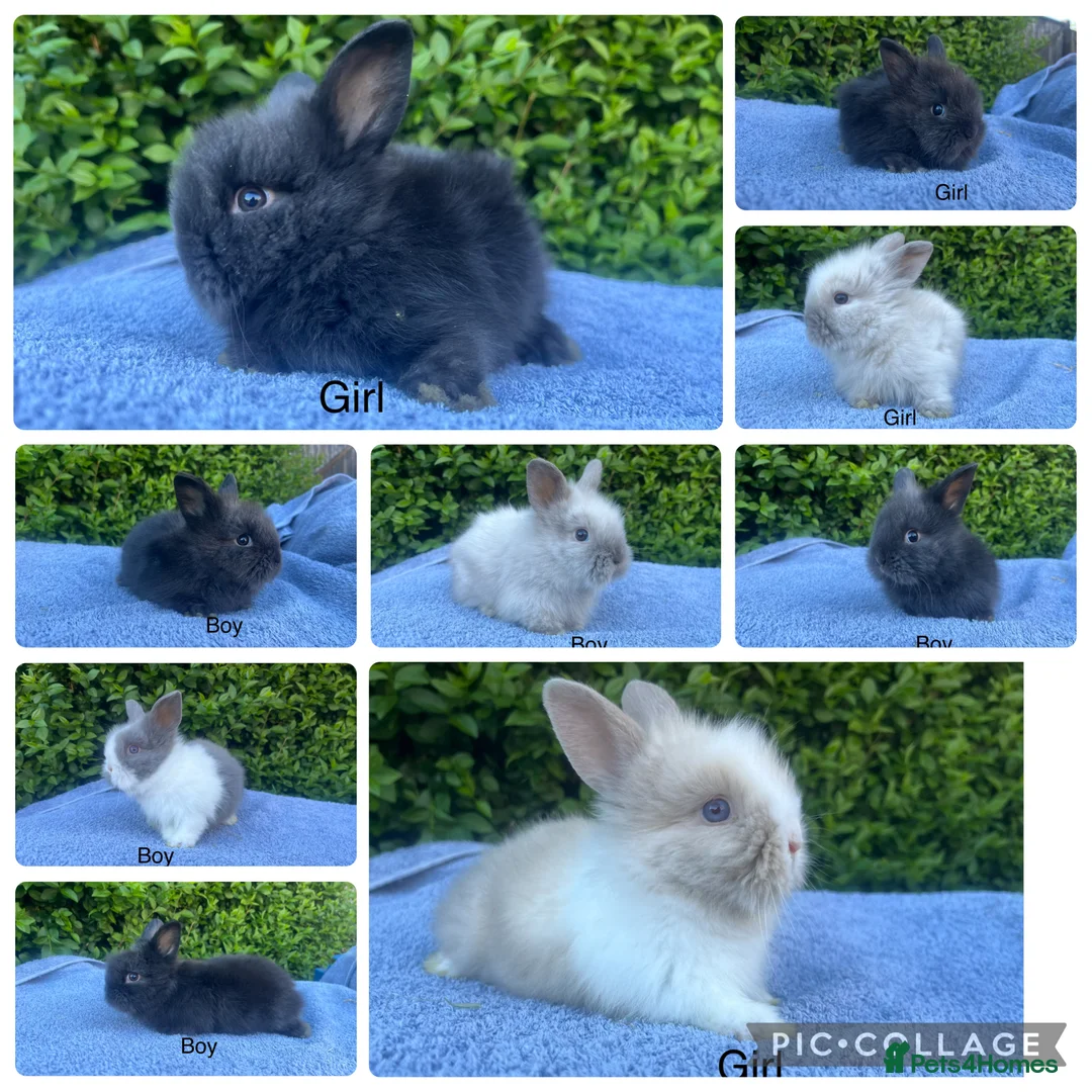 Lionhead rabbits for sale: Beautiful mini double maned lionheads bunnies  - Advert 1