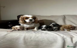 Cavapoo dogs for sale: Gorgeous Cavapoo Puppies  - Image 6
