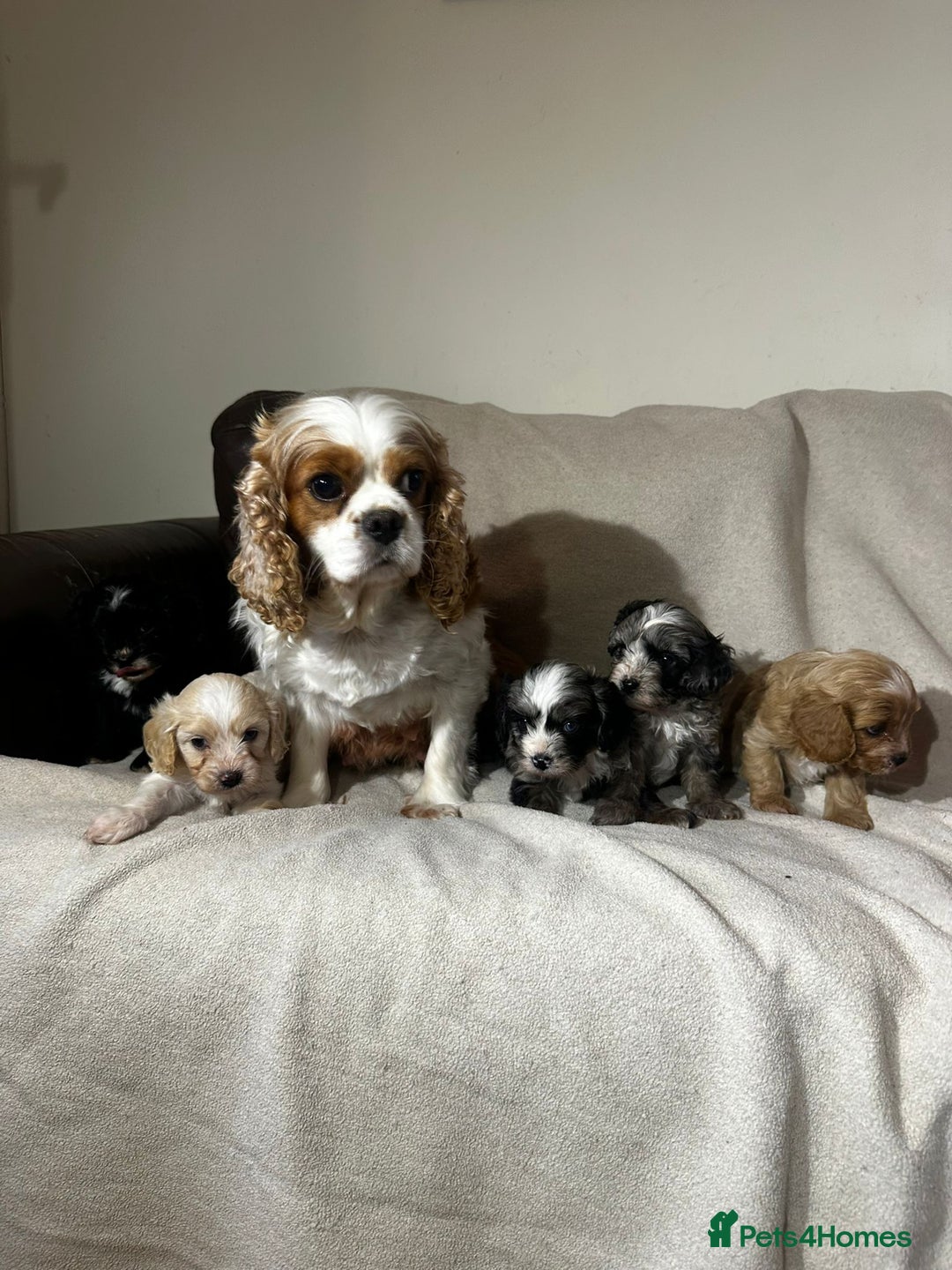 Cavapoo dogs for sale: Gorgeous Cavapoo Puppies  - Image 6