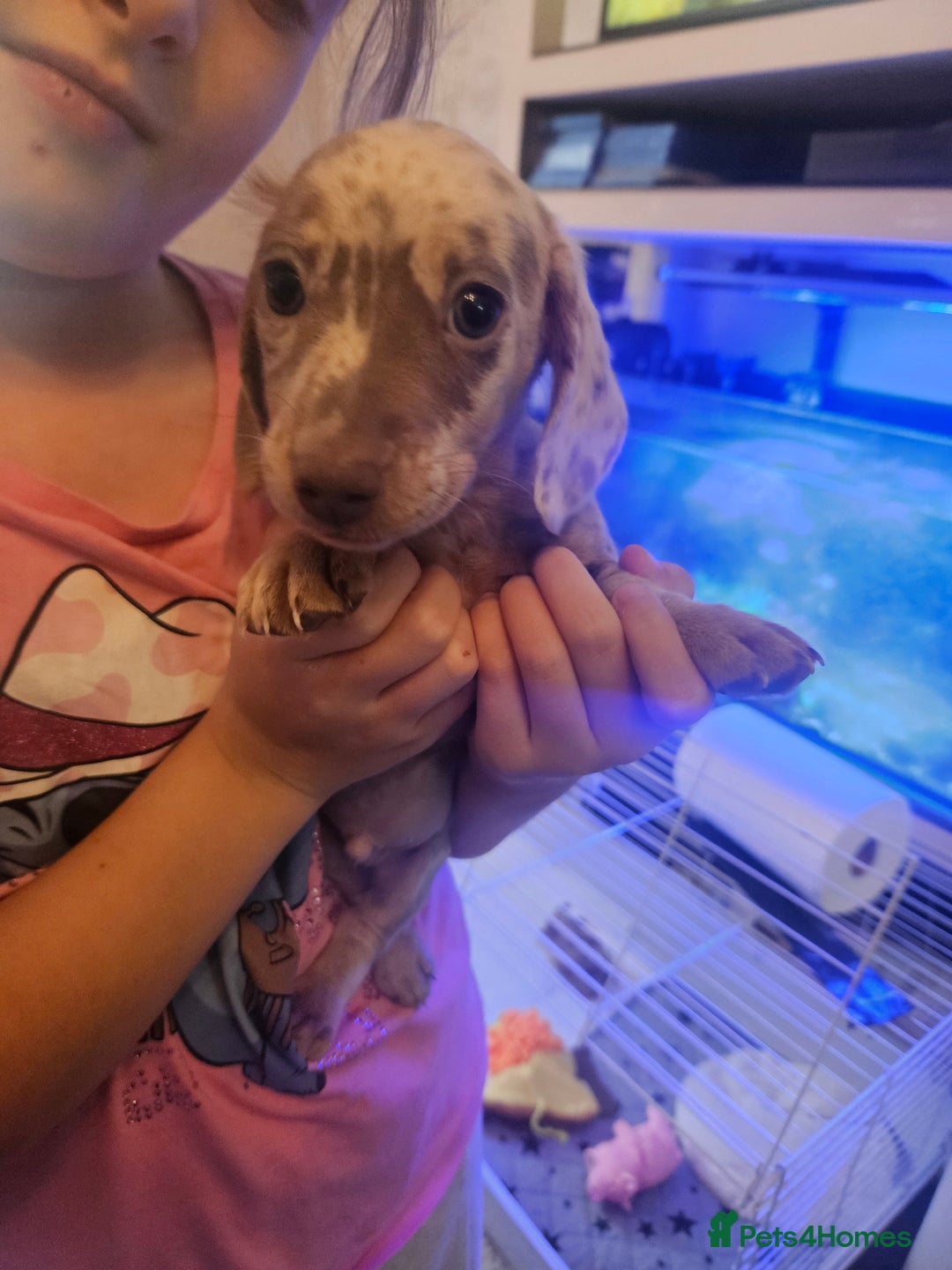 Dachshund dogs for sale: Miniature dashhound pups - Image 4