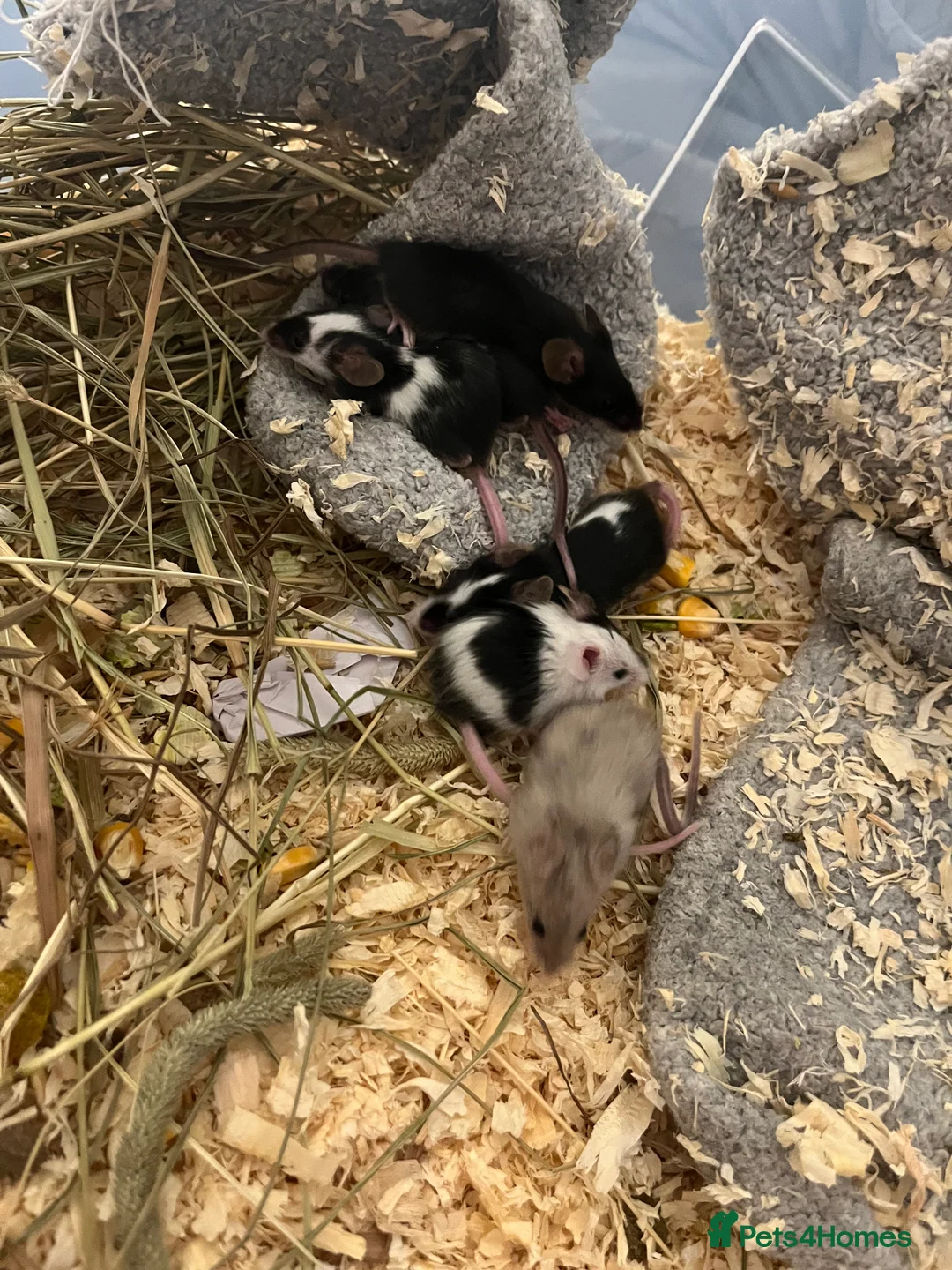 Mouse rodents for sale: Beautiful baby mice mixed sex  - Advert 5