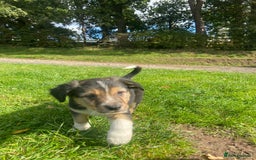 Border Collie dogs for sale: Beautiful litter family reared of collie pups - Image 21