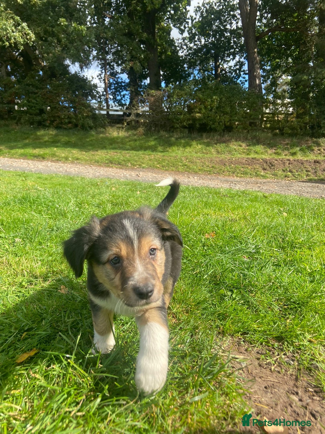 Border Collie dogs for sale: Beautiful litter family reared of collie pups - Image 21