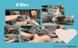 French Bulldog dogs for sale: 2 beautiful litters of French bulldog puppies - Image 10