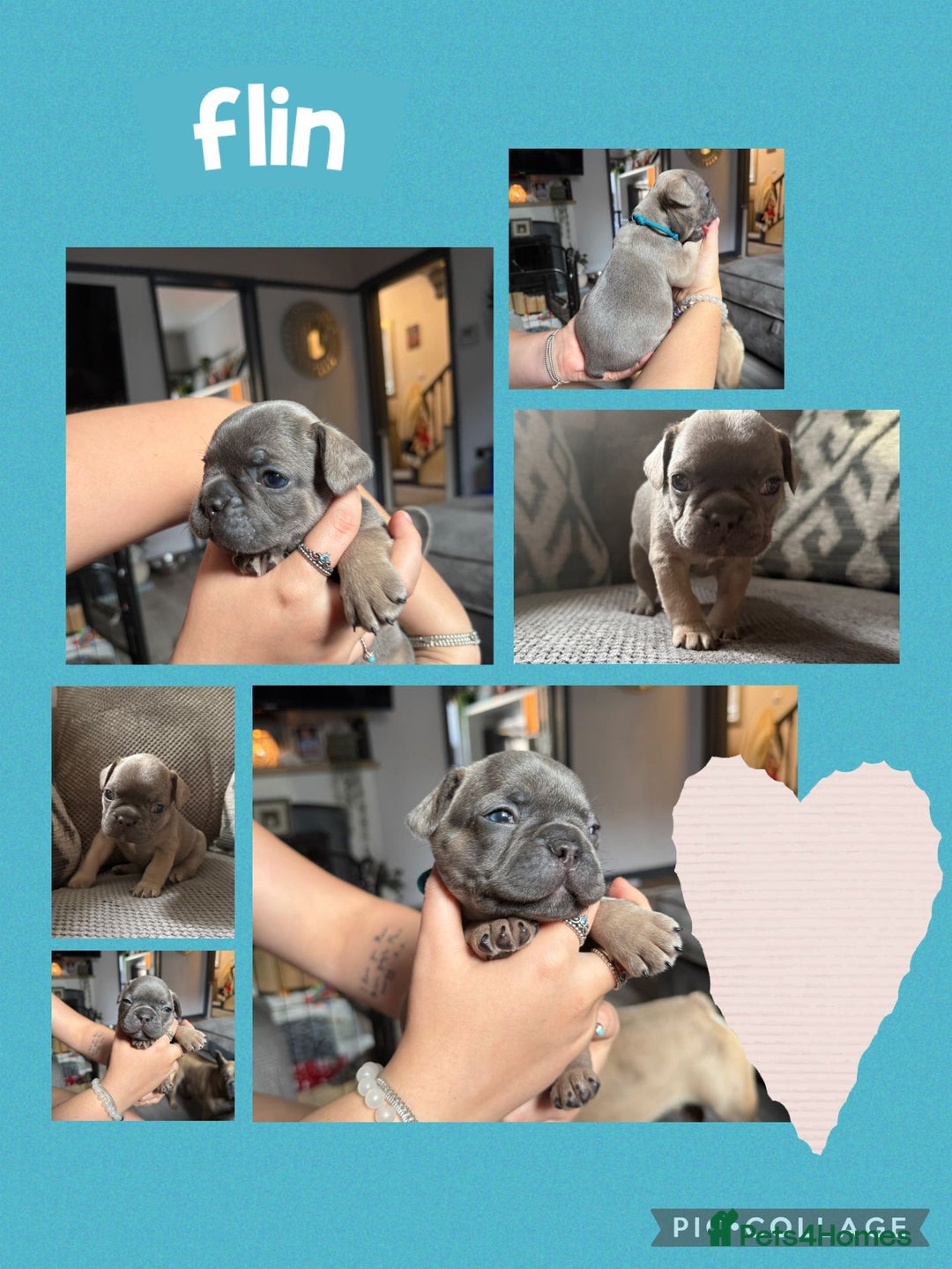 French Bulldog dogs for sale: 2 beautiful litters of French bulldog puppies - Image 10