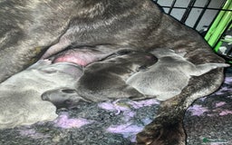 French Bulldog dogs for sale: KC French Bulldog Puppies - Image 6