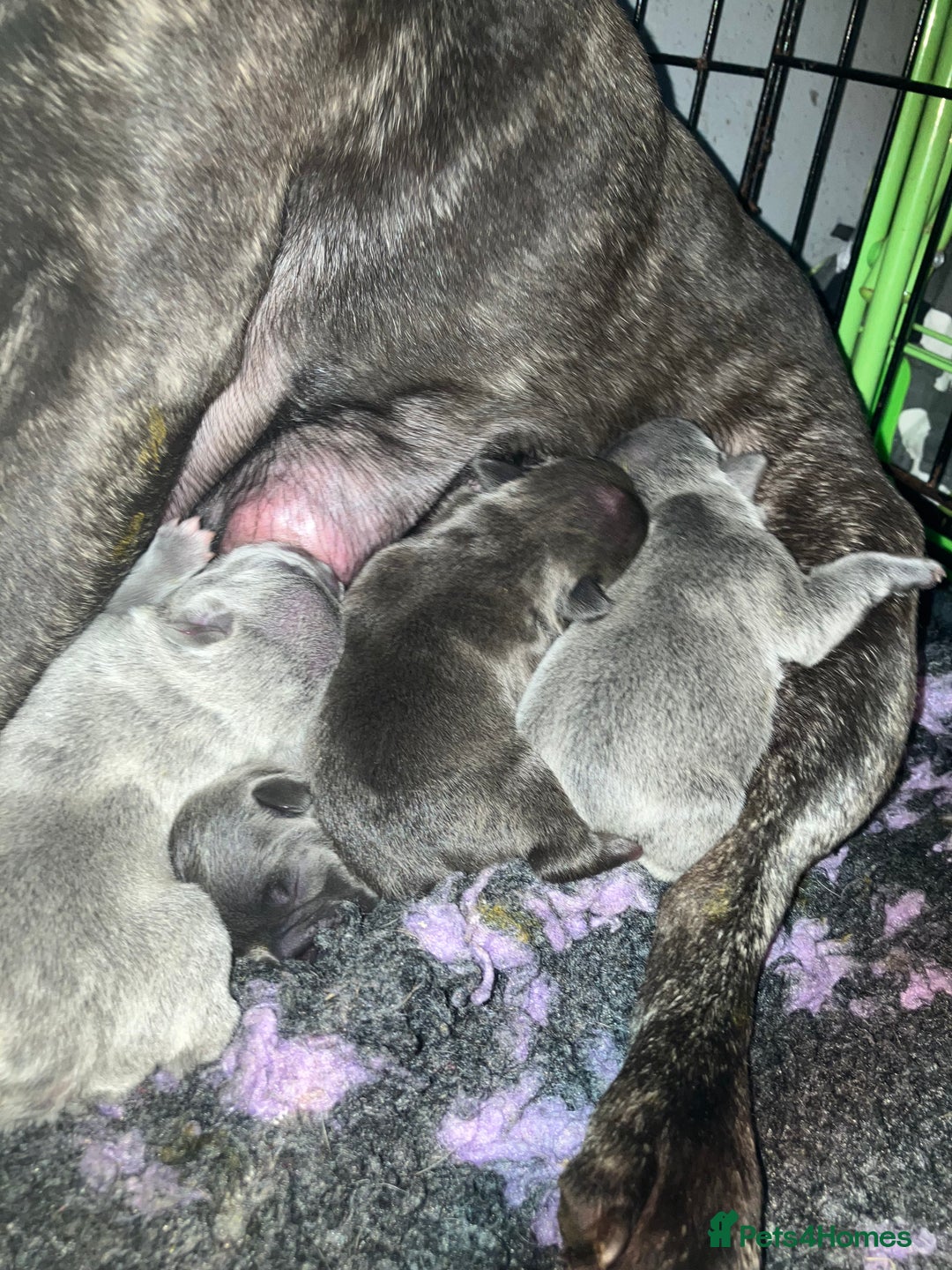 French Bulldog dogs for sale: KC French Bulldog Puppies - Image 6