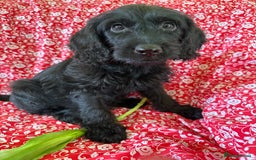 Australian Labradoodle dogs for sale: Australian labradoodles  in Brackley - Image 5