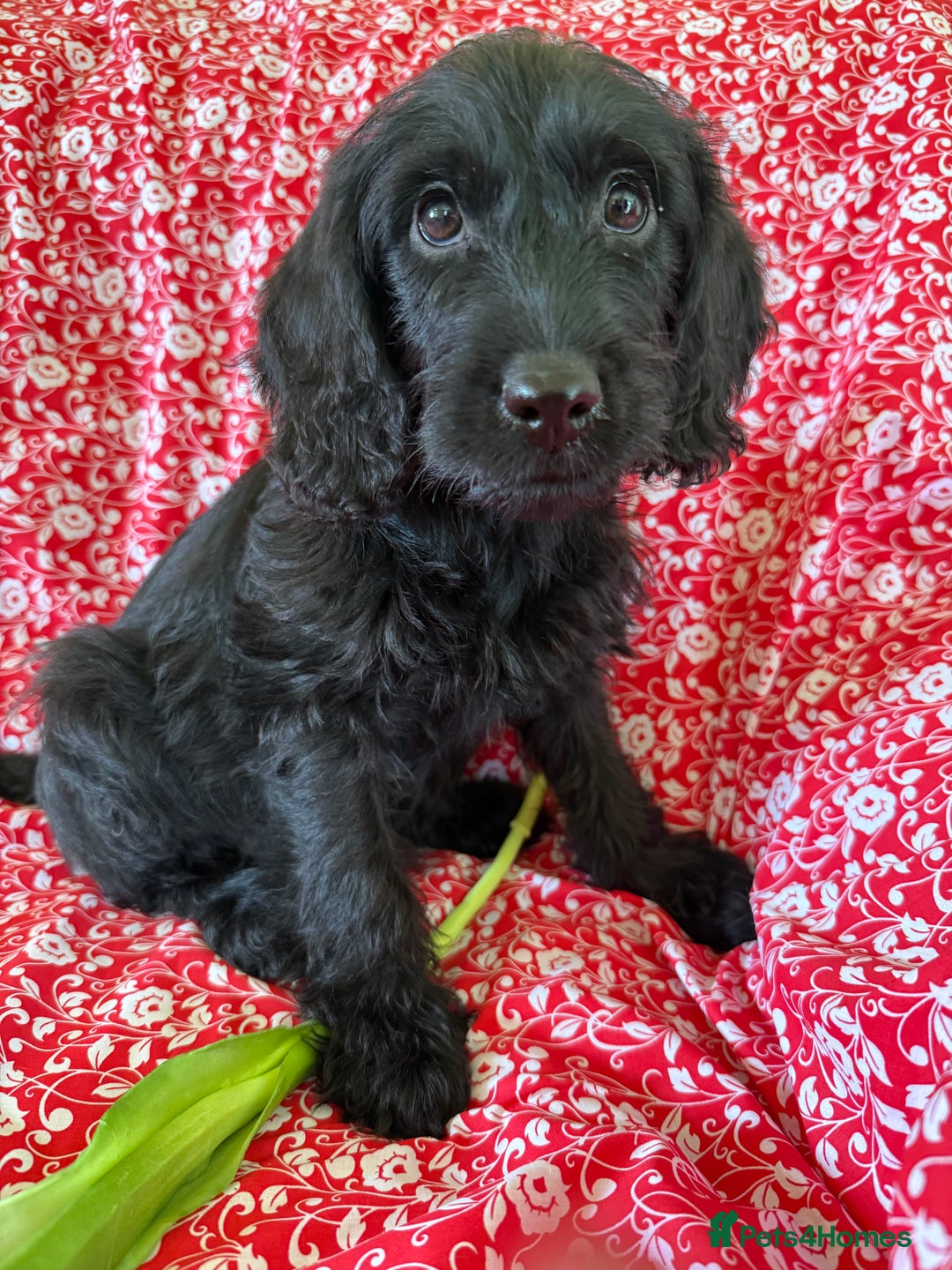 Australian Labradoodle dogs for sale: Australian labradoodles  in Brackley - Image 5