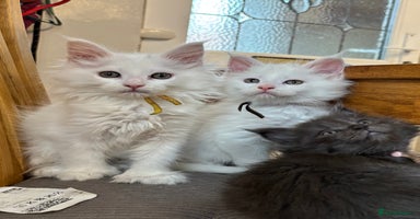 Maine Coon cats - Advert 5
