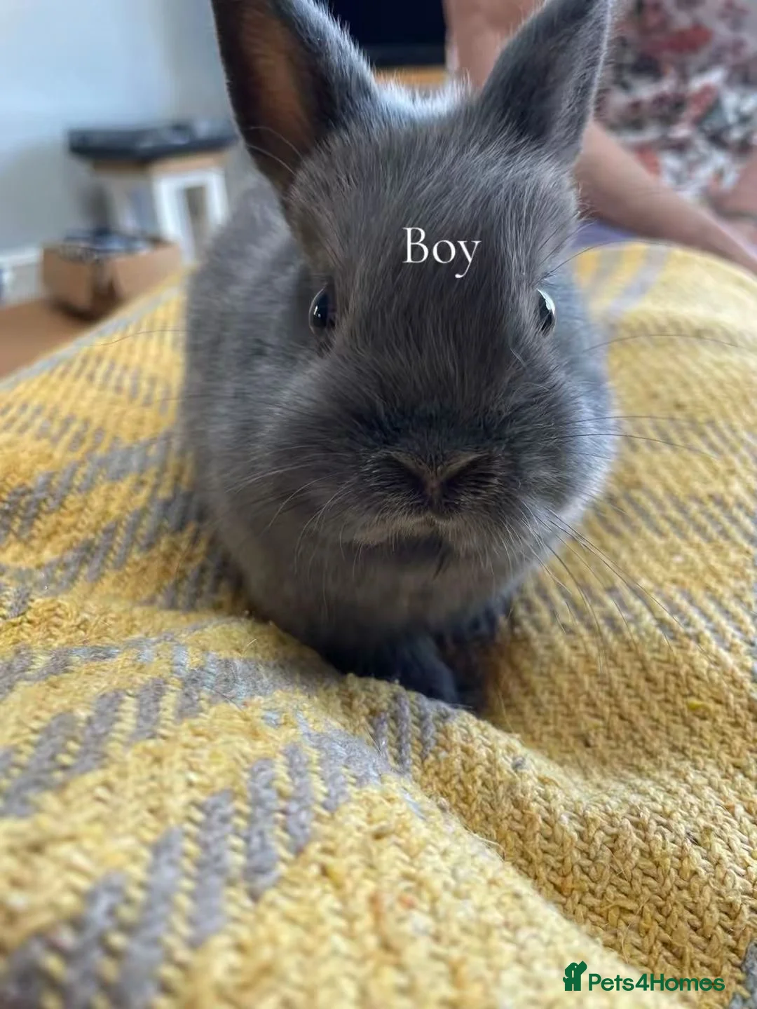 Netherland Dwarf rabbits for sale: Netherland Dwarf mixed litter  - Advert 3
