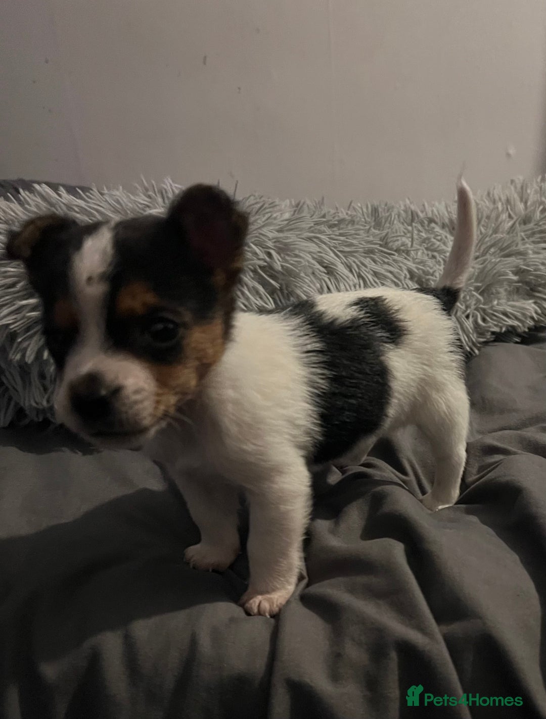 Jack Russell dogs for sale: Last little miniature grace awaiting her family.  - Advert 10