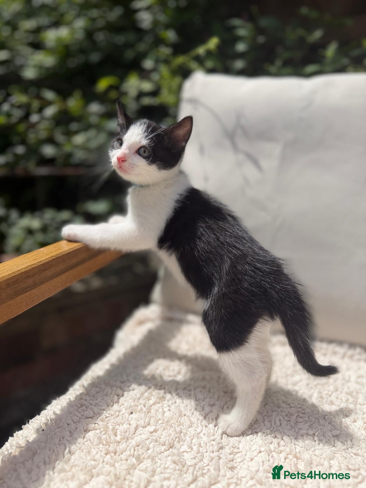 Turkish Angora cats 😻  Turkish Angora X Kittens - Advert 1