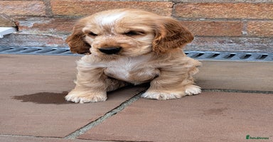 Cocker Spaniel dogs - Advert 5