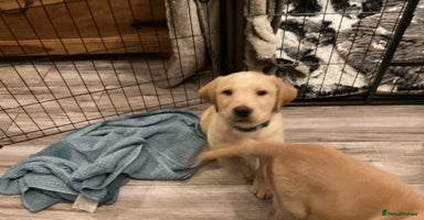 Labrador Retriever dogs - Advert 3